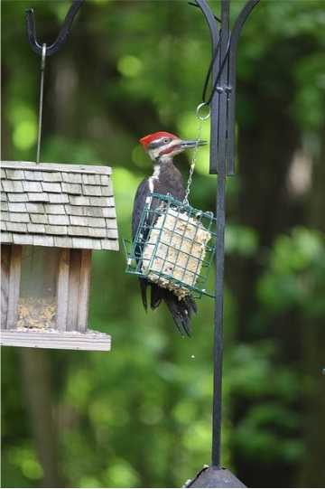 how to attract pileated woodpeckers