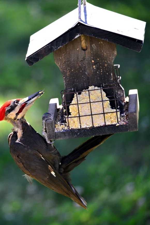 how to attract pileated woodpecker
