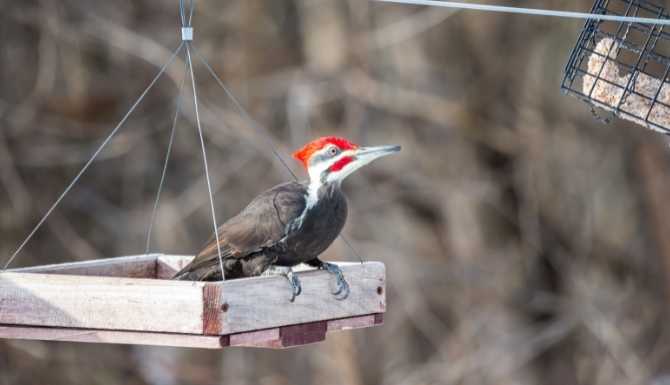 how to attract pileated woodpeckers