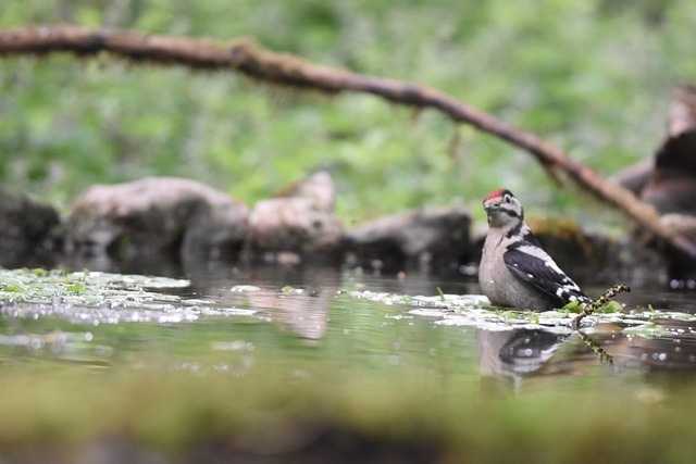 attracting pileated woodpecker