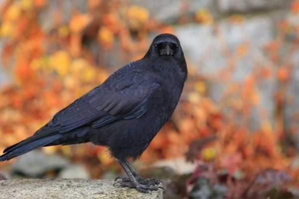 Learn How to Attract Crows to Your Yard: 14 Proven Tips