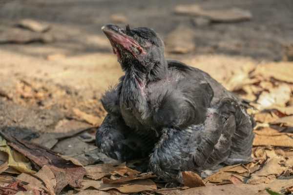baby crow