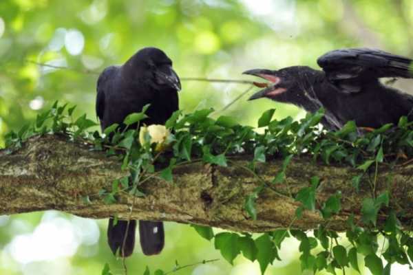 crows eating in the wild