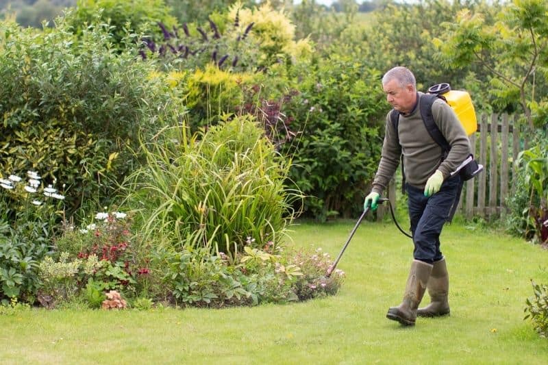 how to attract goldfinches