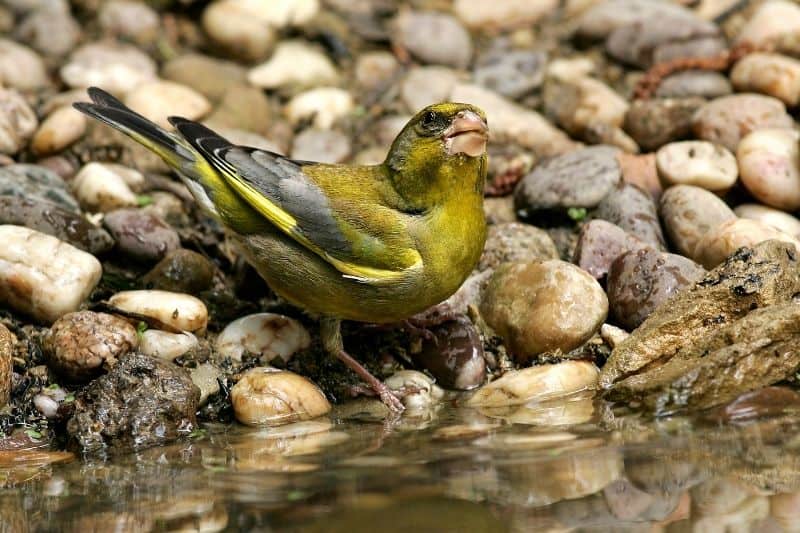freshwater to attract yellow finches