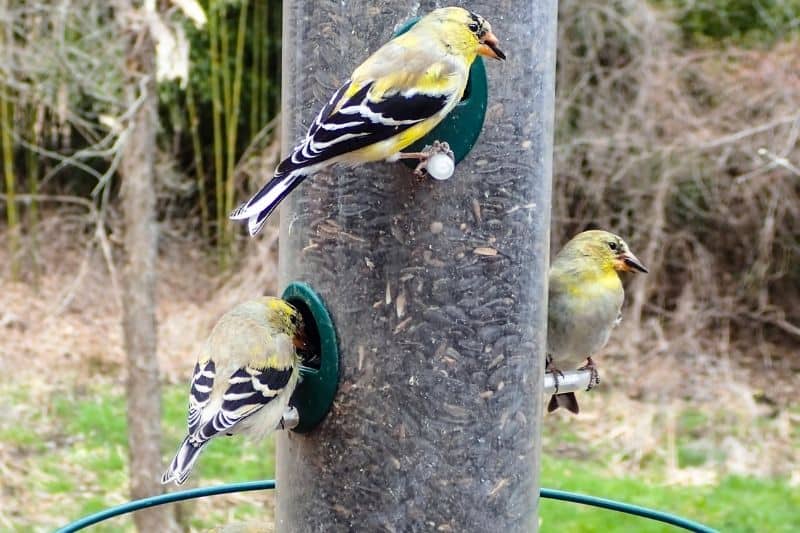 finches on tube feeder