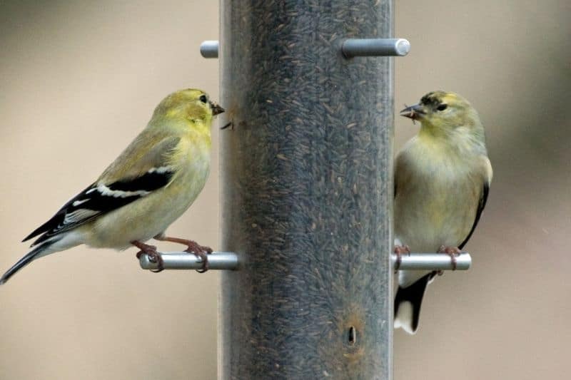 attracting finches