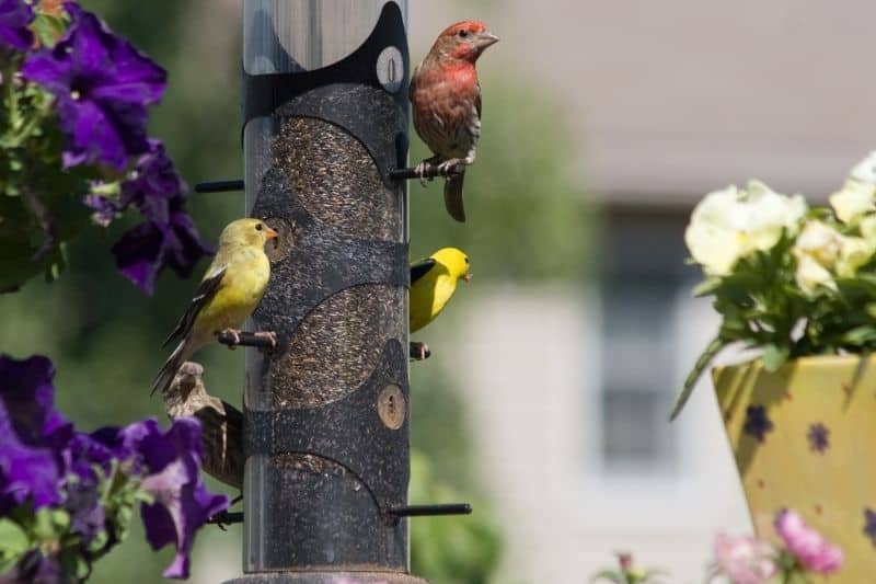 how to attract yellow finches to yard