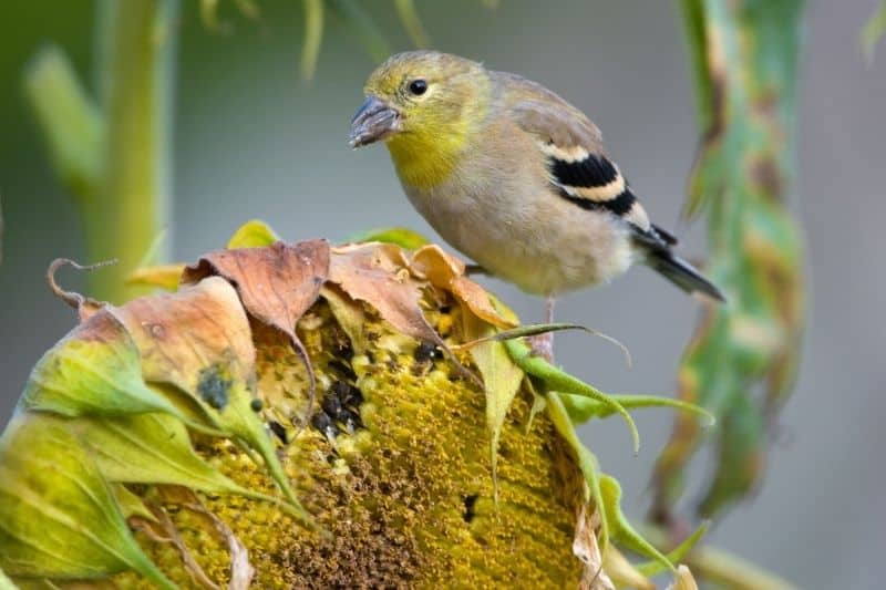 colorful seed bearing plants to attract yellow finches