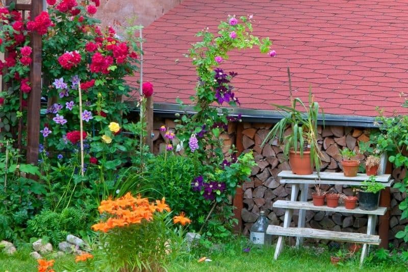 colorful plants to attract goldfinches