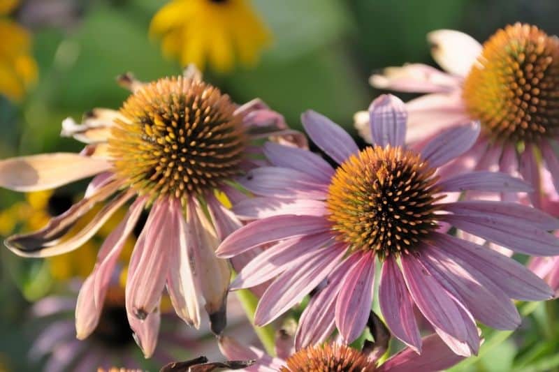 coneflowers to attract yellow finches