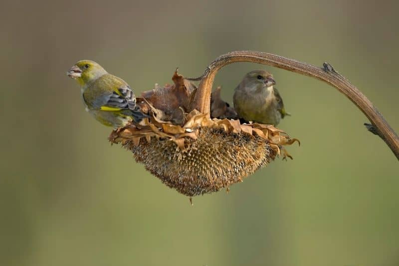 attracting goldfinches
