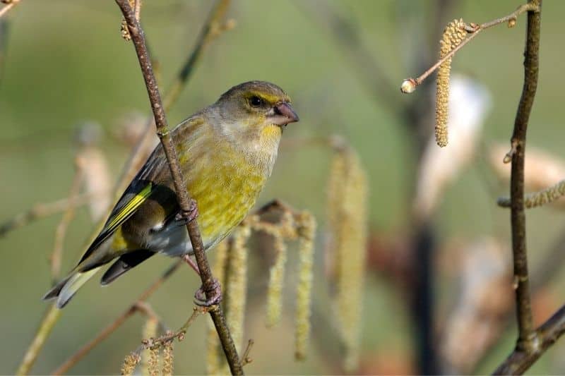 attracting finches to yard