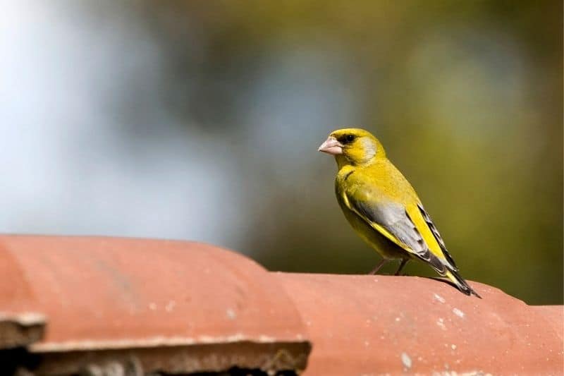 attracting finches