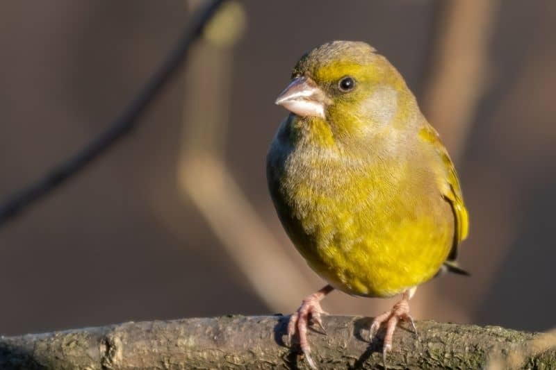 perching stations to attract yellow finches