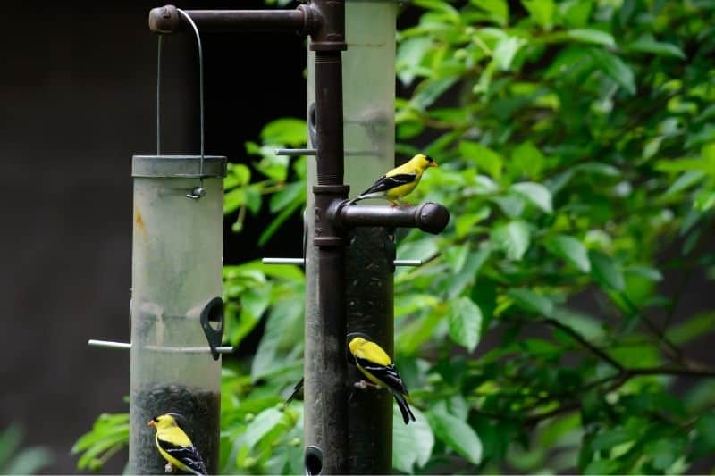 how to attract goldfinches to yard and garden