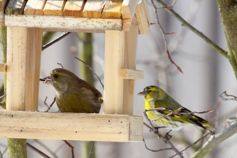 attracting yellow finches
