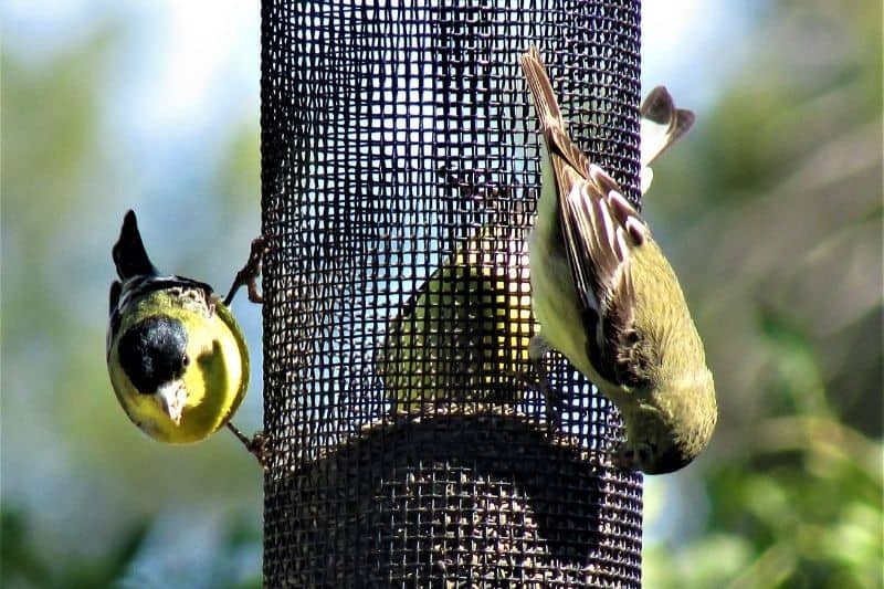attracting finches