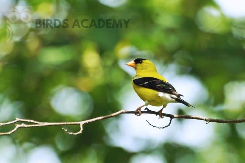 attracting yellow finches