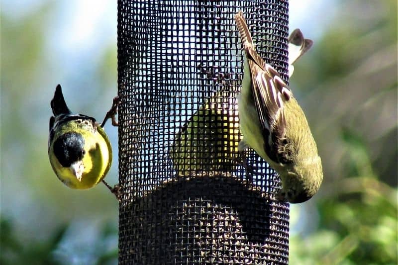 attracting finches with fresh seeds