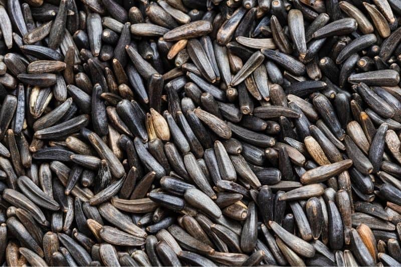 use fresh black seed to attract yellow finches