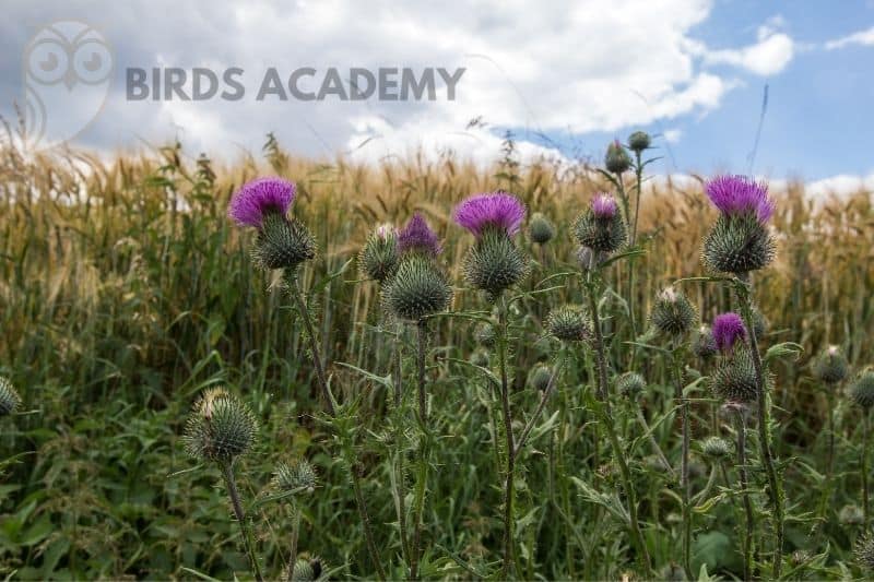 colorful plants to attract yellow finches