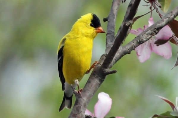 how to attract yellow finches to your yard