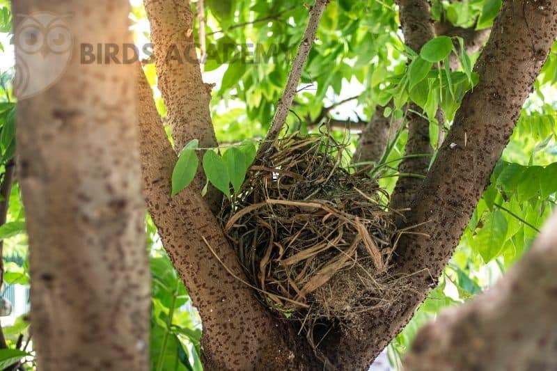 nesting material to attract yellow finches