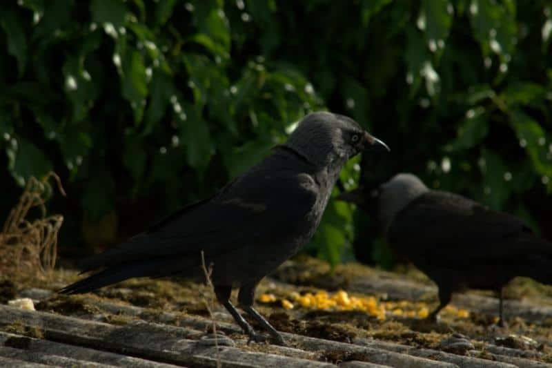 crows on roofs