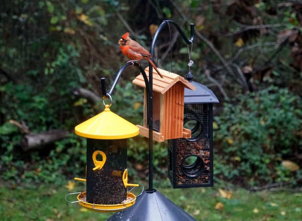 how to hang a bird feeder without a tree