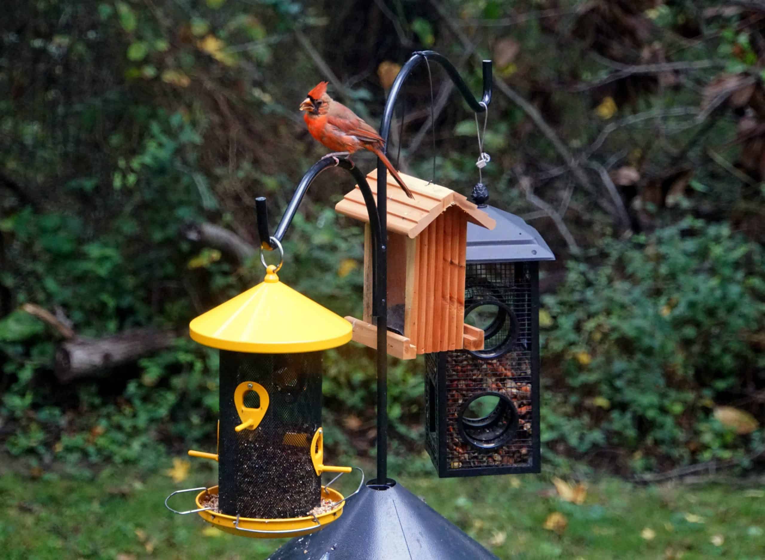 how to hang a bird feeder without a tree