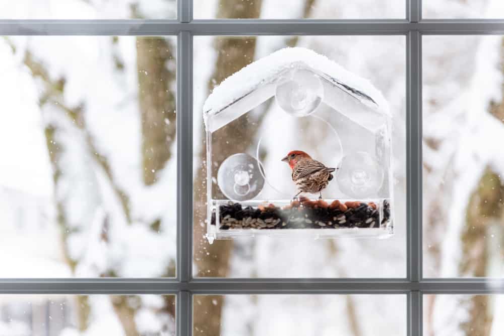 use window feeders to hang feeders without a tree