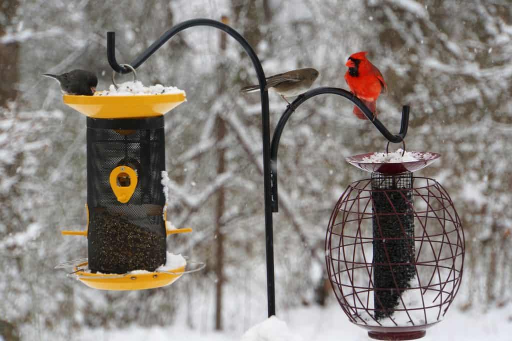 how to hang bird feeders without a tree