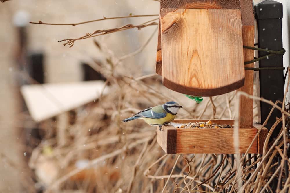 use backyard structures to hang bird feeders without a tree