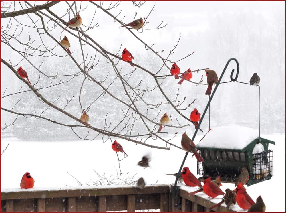 use deck hangers to hang bird feeders without a tree