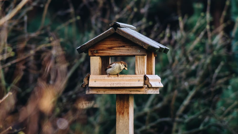 use bird tables instead of hanging bird feeders without a tree