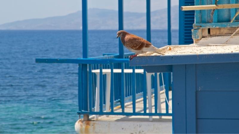 14 Tips To Easily Attract Birds To Your Balcony (2022)