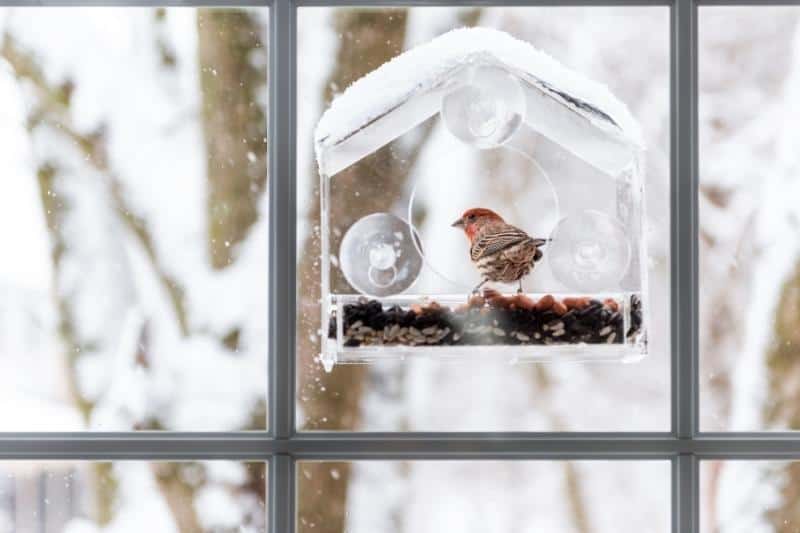 Learn How To Attract Birds To A Window Feeder In No Time