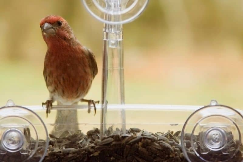 how to attract birds to a window feeder by choosing the ideal location