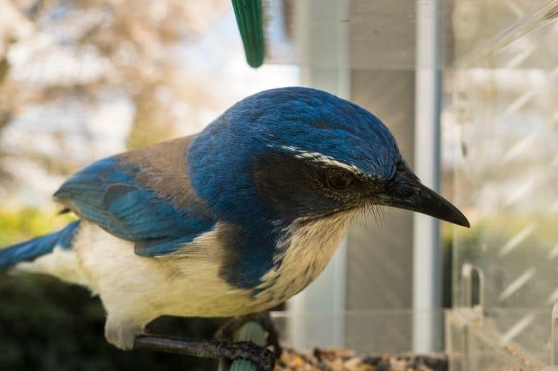 how to attract birds to a window feeder by making the feeder visible 