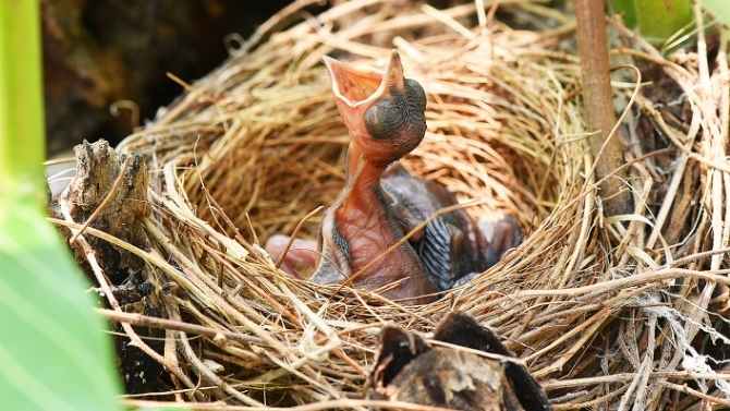 baby bird in nest