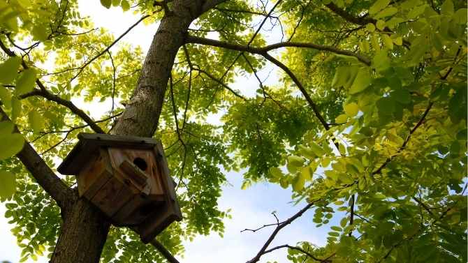 birdhouse in dense trees