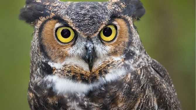horned owl to scare squirrels away