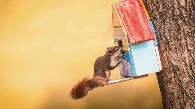 squirrel on birdhouse