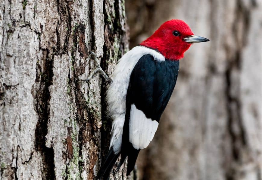 8 Species of Woodpeckers in Georgia: ( In-Depth Guide)