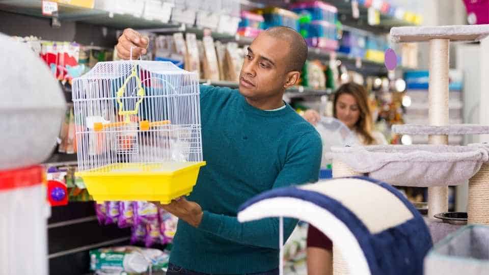 things to consider before getting a pet bird