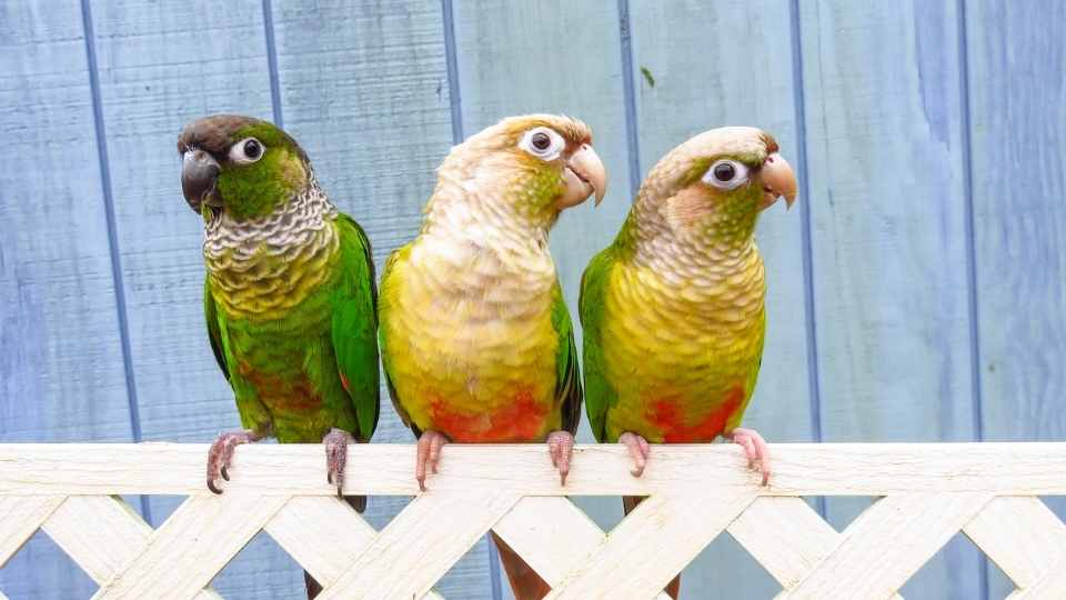 green cheeked conure as a best bird for beginners