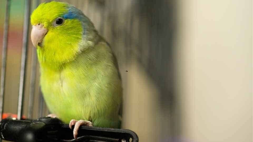 parrotlets as a pet for beginners