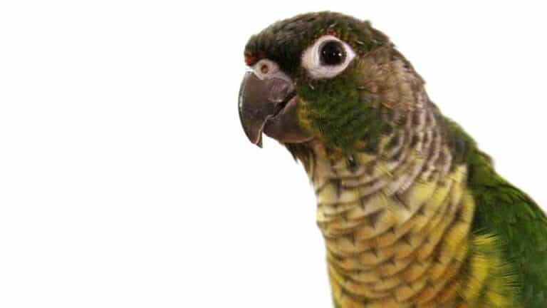 Best Parrots For Beginners: A Honest Parrot Review