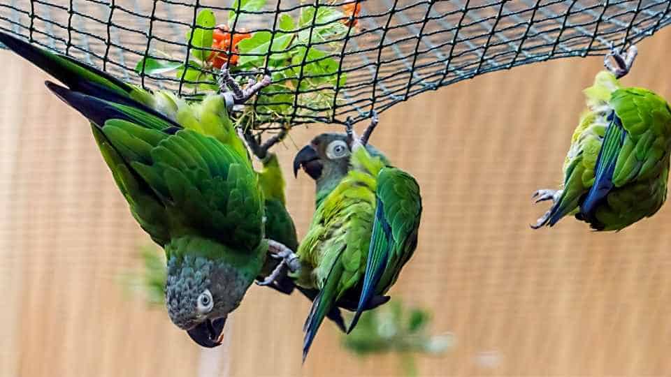 what to expect when owning a parrot